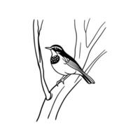Graceful Robin Perched on Tree vector