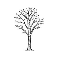 Graceful Silver Birch Tree Design vector