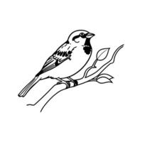Sparrow on Branch Illustration vector