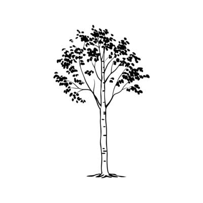 Sweet Birch Tree Artistic Design