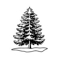 Artistic Western White Pine Tree Design vector