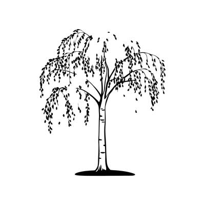 Elegant Silver Birch Tree Design