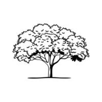 Elegant Walnut Tree Design vector