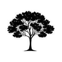 Charming Wattle Tree Illustration vector