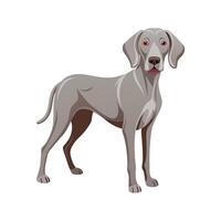 Engaging Weimaraner Illustration for Creative Projects vector