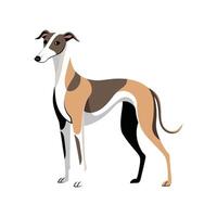 Creative Whippet for Unique Pet Art vector