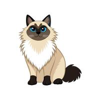 Unique Birman Cat Illustration vector