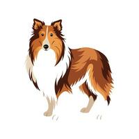 Collie Running Through Meadow vector