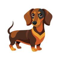Lively Dachshund Sniffing Around vector