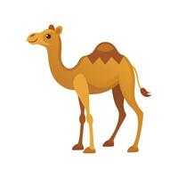 Majestic Dromedary Camel in Desert vector