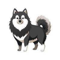 Graceful Finnish Lapphund in Action vector