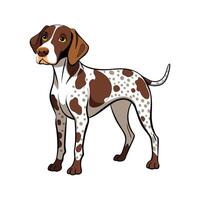 Dynamic German Shorthaired Pointer in the Field vector