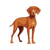 Playful Hungarian Vizsla in its Element vector