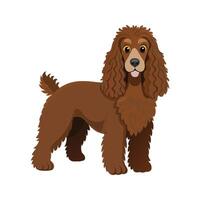 Dynamic Irish Water Spaniel at Play vector