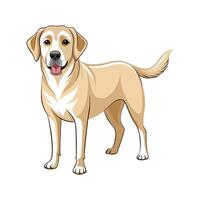 Lively Labrador Retriever for Artistic Projects vector