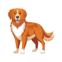 Charming Nova Scotia Duck Tolling Retriever Illustration vector