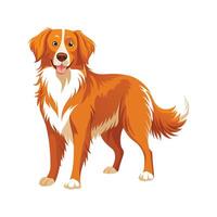 Creative Nova Scotia Duck Tolling Retriever Art vector