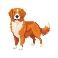 Stylized Nova Scotia Duck Tolling Retriever vector