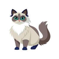 Engaging Ragdoll Cat Illustration for Creative Projects vector
