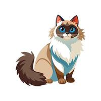 Stylized Ragdoll Cat Art for Artistic Use vector