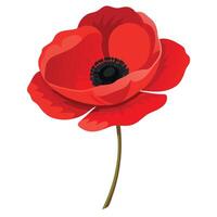 Bold Fiery Red Poppy with Delicate Paper Thin Petals and Flower Concept vector