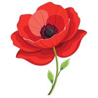 Dramatic Fiery Red Poppy with Delicate Paper Thin Petals and Flower Concept vector