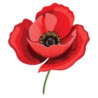 Vibrant Fiery Red Poppy with Delicate Paper Thin Petals and Flower Concept vector