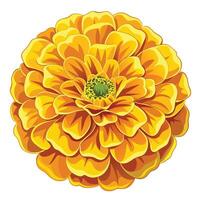 Intricate Golden Marigold with Lush Ruffled Petals and Flower Concept vector