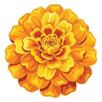 Elegant Golden Marigold with Lush Ruffled Petals and Flower Concept vector
