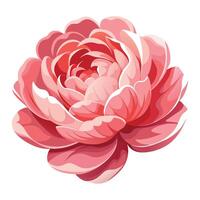 Modern Stunning Peony in Full Bloom with Lush Layers and Flower Concept vector