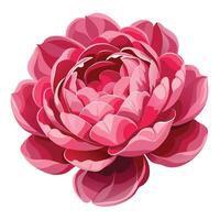 Stunning Peony in Full Bloom with Lush Layers and Flower Concept vector
