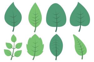 A set of green leaves on a white background vector