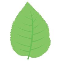A green leaf on a white background vector