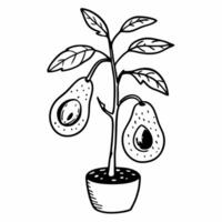 Avocado Plant Illustration with Potted Tree and Fruit vector