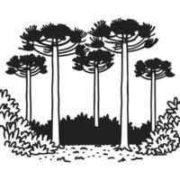 Araucaria trees in black and white line art, simplistic nature sketch vector