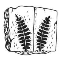 Fossilized fern imprint on rock nature's ancient artistry preserved, botanical history, natural pattern vector