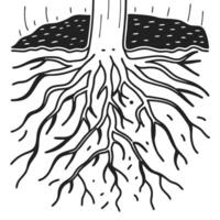 Tree roots extending in soil illustration, growth and nature concept botanical black and white drawing, root system vector