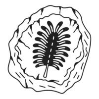 Black and white fossil illustration of crinoid within rock formation vector