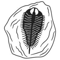 trilobite fossil illustration ancient marine arthropod, prehistoric creature in detailed sketch vector