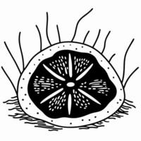 abstract sea urchin illustration with intricate patterns and spikes vector