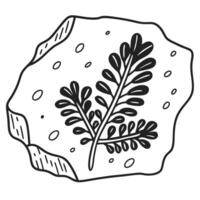 Fossilized plant leaf in rock illustration, monochrome outline, ancient botanical remains vector