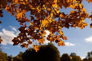 Sunlit autumn leaves on a tree branch against a blue sky with scattered clouds. Fall season and nature background concept photo