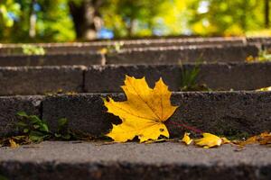 Close-up of a single yellow maple leaf lying on stone steps covered with fallen autumn leaves. Seasonal change and autumn nature concept photo