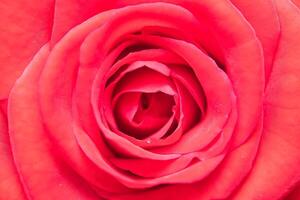 Macro photography of red rose flower petals photo