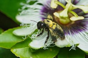 Macro photography of single wasp full of pollen inside passionfruit flower, Mahe, Seychelles 5 photo