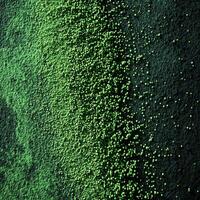Moringa powder spread out with vibrant green granules photo