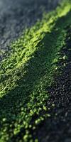 Moringa powder spread on a surface showcasing its vibrant color photo