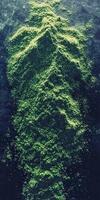 Moringa powder displayed in a vibrant green mound photo