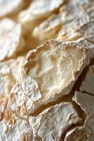 Goat cheese displayed with textured rinds in a rustic setting photo