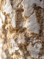 Close-up of rustic goat cheese with textured surface in natural light photo